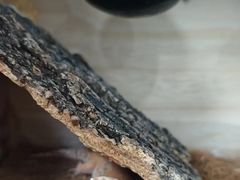 -东莞宠友24H宠物中心医院·转诊夜诊·异宠(新河北路院)