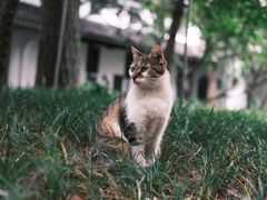 -西园寺