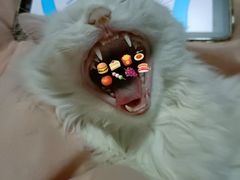 -瑞派福兴宠物医院犬猫全科·骨科·中西医结合(河东店)