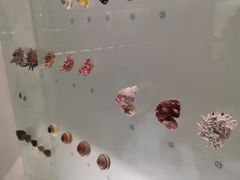 -青岛贝壳博物馆