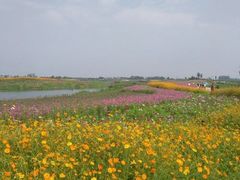 -洪湖湿地生态园