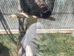 -新疆天山野生动物园