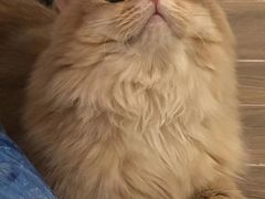 -猫大福·Fortune Cat猫舍(百子湾店)