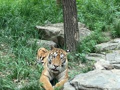 -北京野生动物园