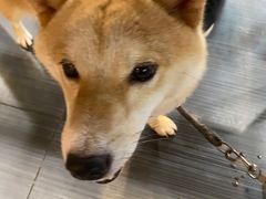 -郑贵初烧烤·烤凤爪的发明者(王家湾店)