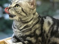-猫和宫(六道口店)