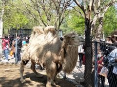 -长白岛森林公园