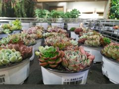 -鹿岛会员店 (龙湖三千集天街店)