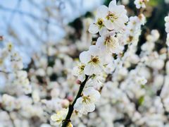 -广州市流溪河国家森林公园