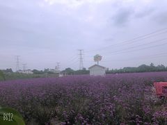 -紫颐香薰山谷景区