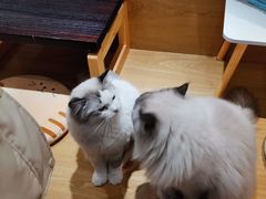-滚猫咖啡·猫咖·猫友好撸猫(未来城店)
