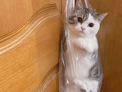 -上海汽车会展中心