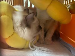 -瑞派旺宝宠物医院·犬猫全科综合·尿道专科(莲兴院)