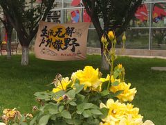 -茯茶镇