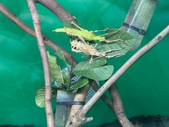 -上海大自然野生昆虫馆(东方明珠·爬宠昆虫探索中心)