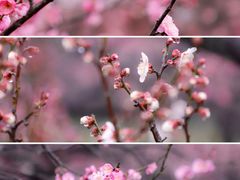 -梅花山(明孝陵内)
