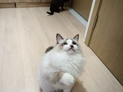 -Umiao与猫咖啡 猫咖