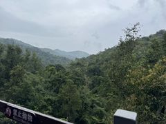 -野象谷景区