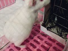 -雨林宠物医院 非犬猫异宠专科