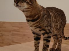 -猫腻·猫咖·撸猫馆(星光大道店)