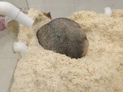 -怪兽屋·羊驼·猫咖·狗咖(俊华广场店)