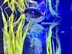 -芜湖新华联大白鲸海洋公园