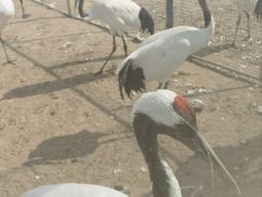 -盐城丹顶鹤湿地生态旅游区