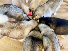 -Husky Go! 哈士奇体验馆·宠物咖啡厅狗咖