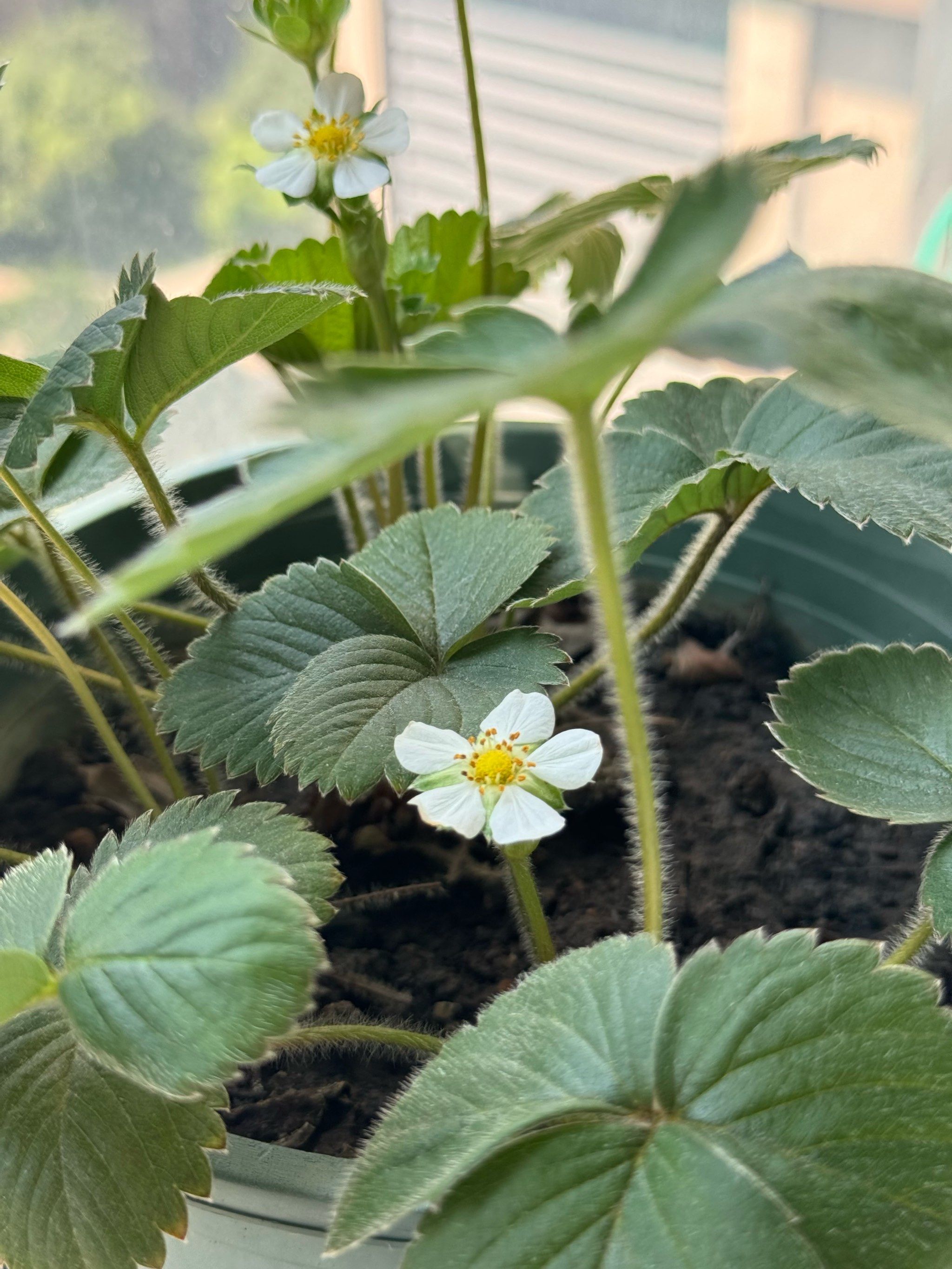 草莓开花 接二连三