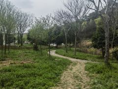 -大塘金香草谷