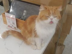 -喵园·猫主题咖啡厅·撸猫·猫咖(国贸店)