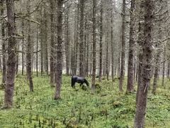 -硗碛藏寨·神木垒景区