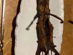-质烤烤物·活烤海鲜(质烤总店)