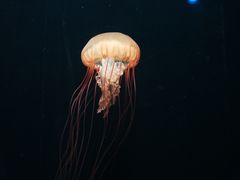 -欢乐海岸海洋奇梦馆