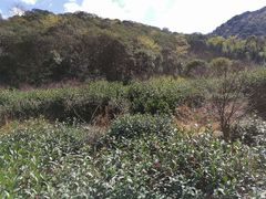 -北仑森林植物园