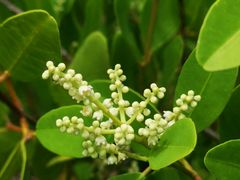 -北海金海湾红树林生态旅游区