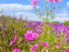 -上海滨江森林公园