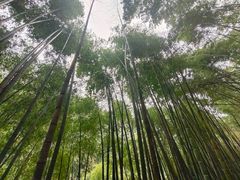 -黄山翡翠谷景区