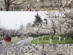 -国际非物质文化遗产博览园