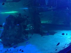 -悉尼海洋生物水族馆