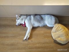 -Husky Go! 哈士奇体验馆·宠物咖啡厅狗咖