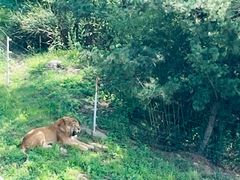 -西霞口神雕山野生动物世界
