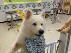 -共舞时光猫咖·狗咖(新街口店)