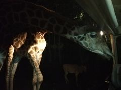 -清迈夜间动物园