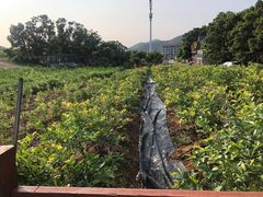 -金石滩蓝莓谷庄园