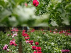 -国家植物园南园
