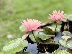 -花开海上生态园