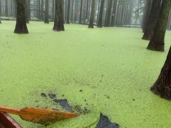 -渌洋湖湿地公园