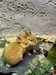 -Zoolung Zoolung动物主题公园(海信广场店)