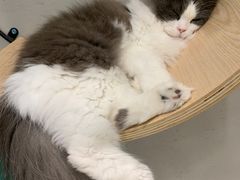 -飞行喵MR PILOT|猫舍·猫咖(静安大融城店)